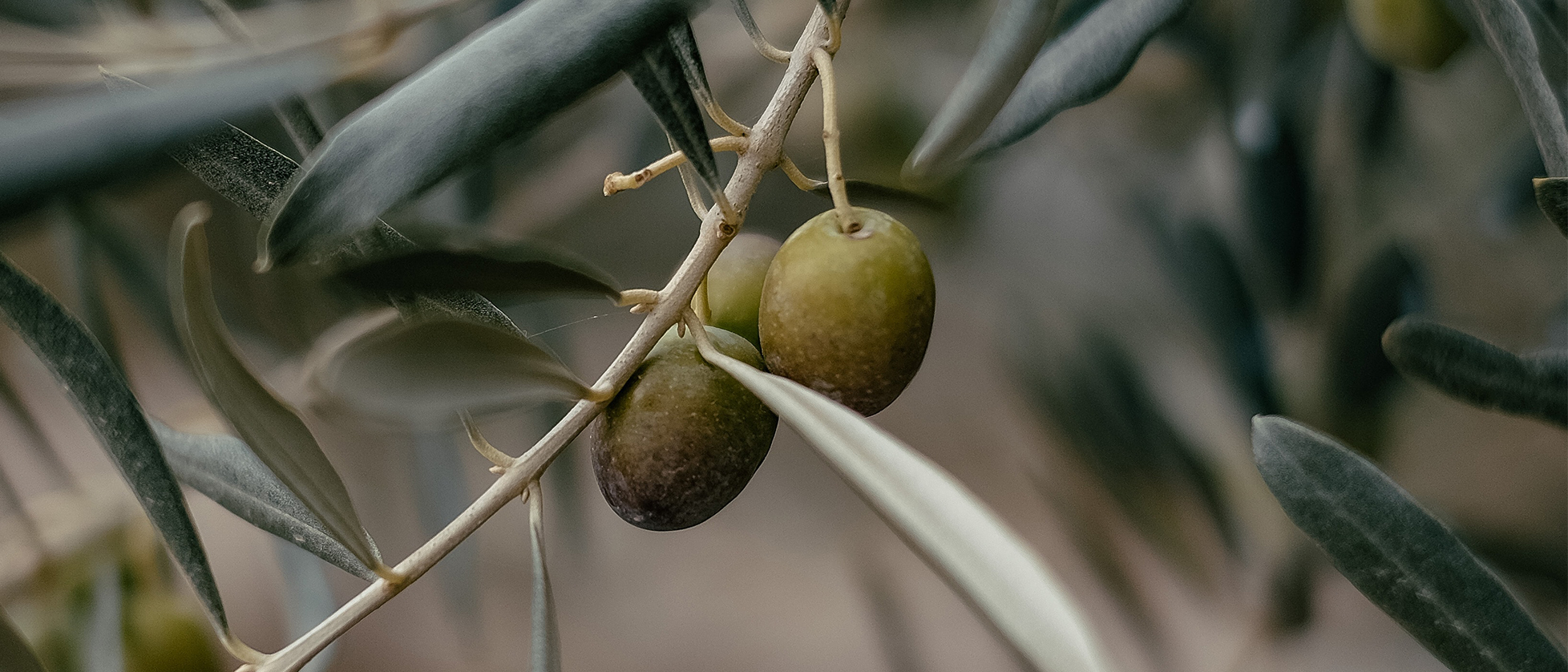 Olio cordisco